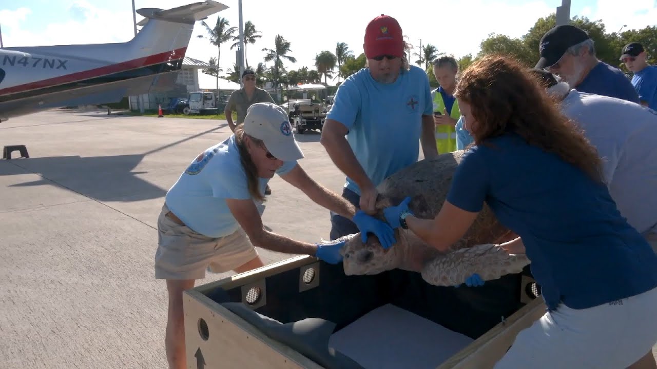 Loggerhead Turtle Gets Private Plane Ride to Sanctuary