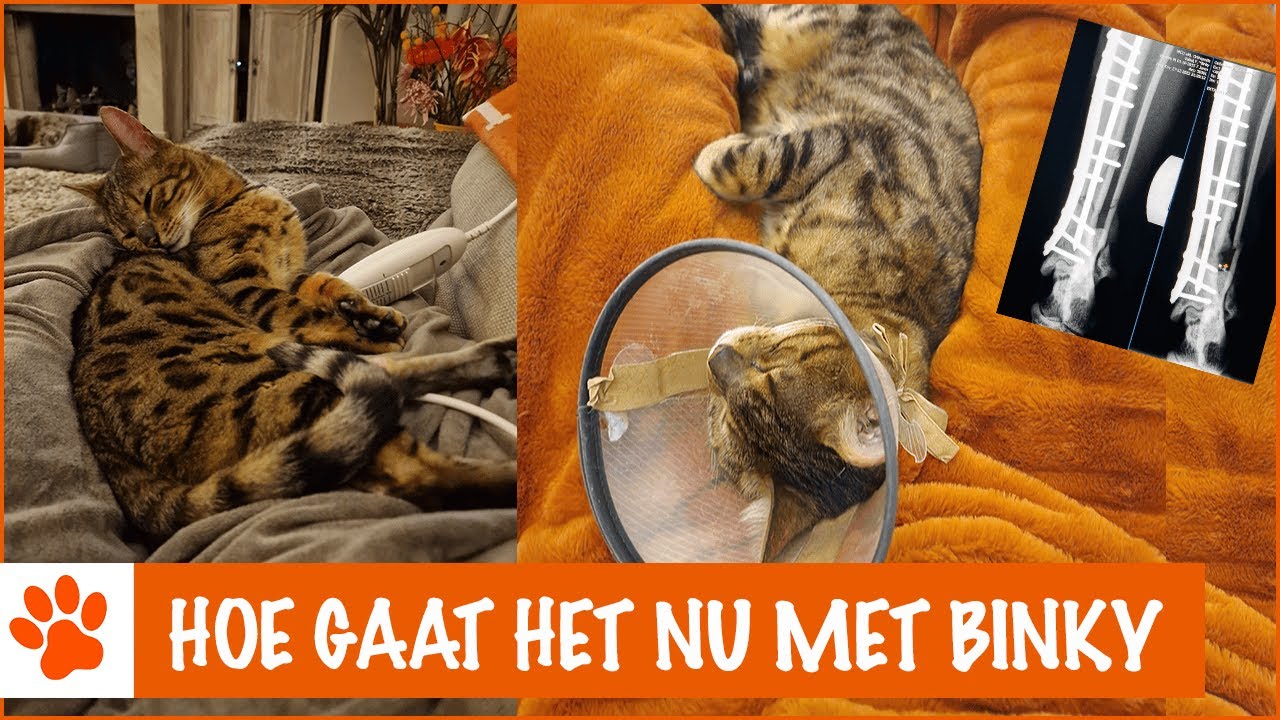 Binky is nog steeds niet helemaal genezen! | DierenpraatTV