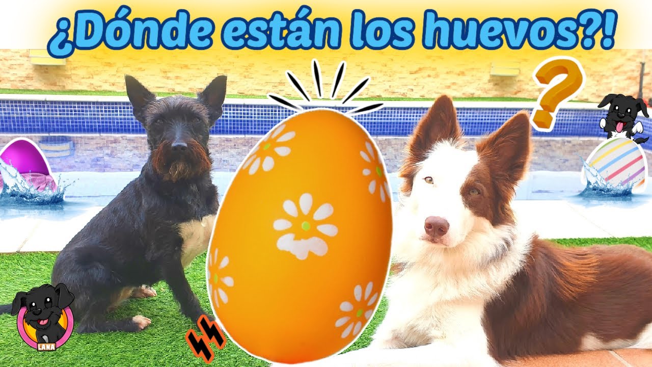 ¡ESCONDEMOS HUEVOS DE PASCUA! Mis perros Lana y Mel tendrán que encontrarlos.