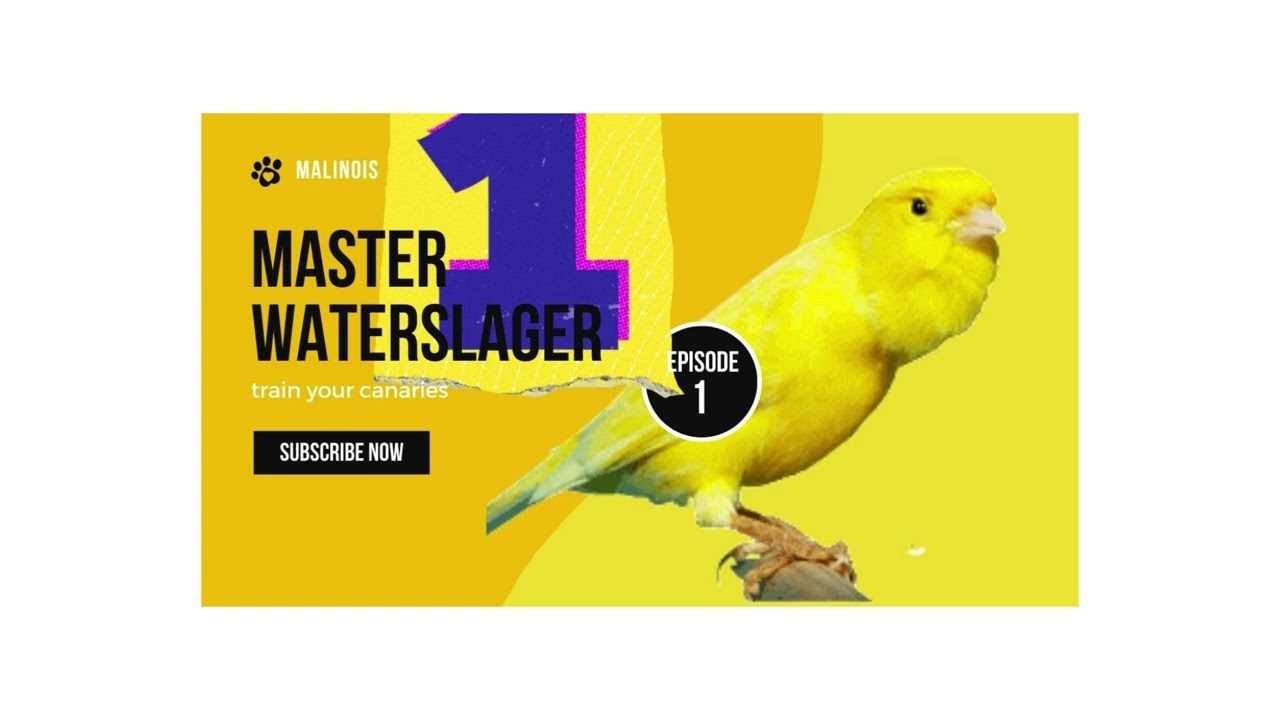 Malinois Waterslager Canary Training Song  Master وتر سلاجر