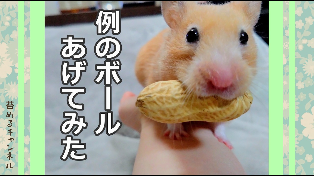 キンクマハムスターとの日々
