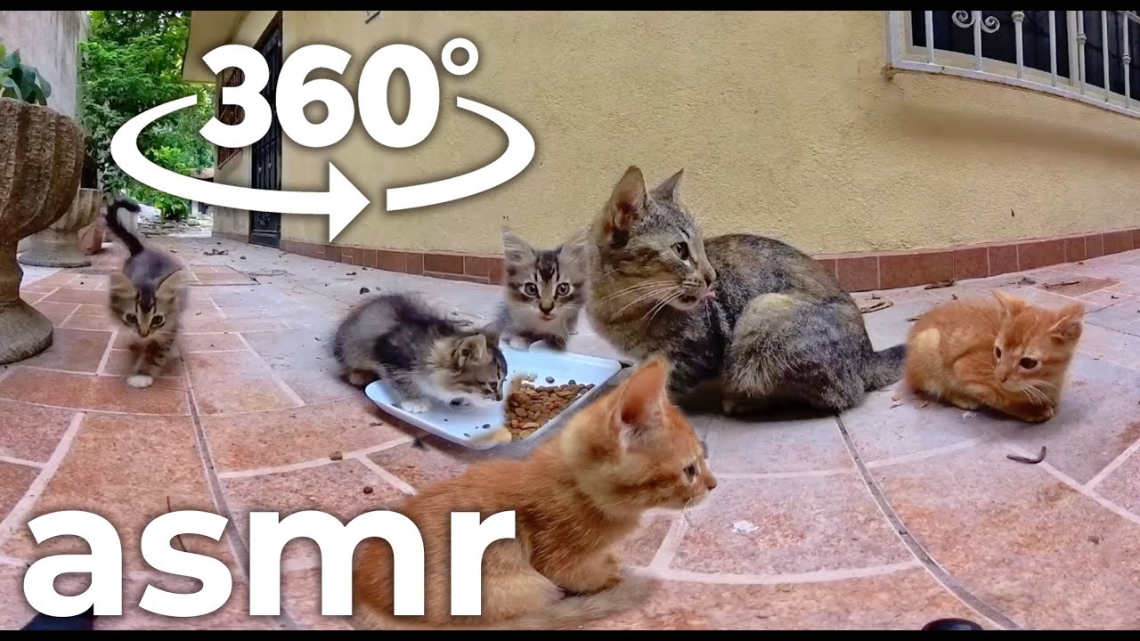 KOTYATA yedyat vkusnyye krokety ASMR VR360
