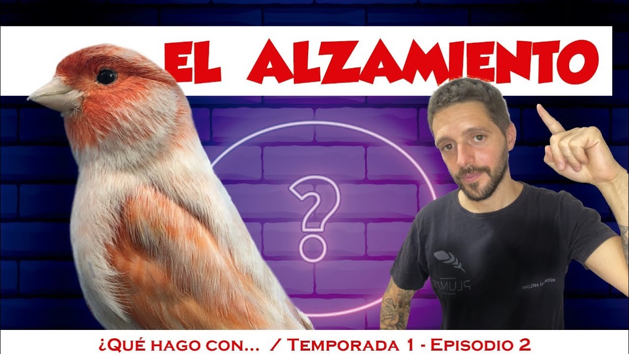 Encelado de canarios, como alzar a los reproductores