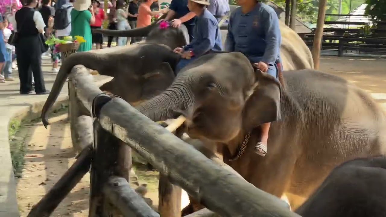 ศูนย์อนุรักษ์ช้าง จังหวัดลำปาง ตอน 3