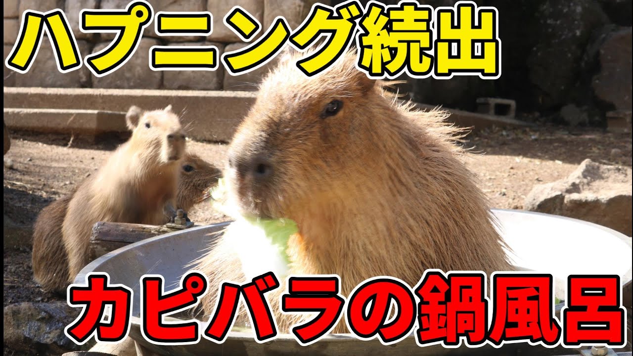 Capybara hot pot bath with many happenings / ハプニング続出カピバラの鍋風呂(伊豆シャボテン動物公園)