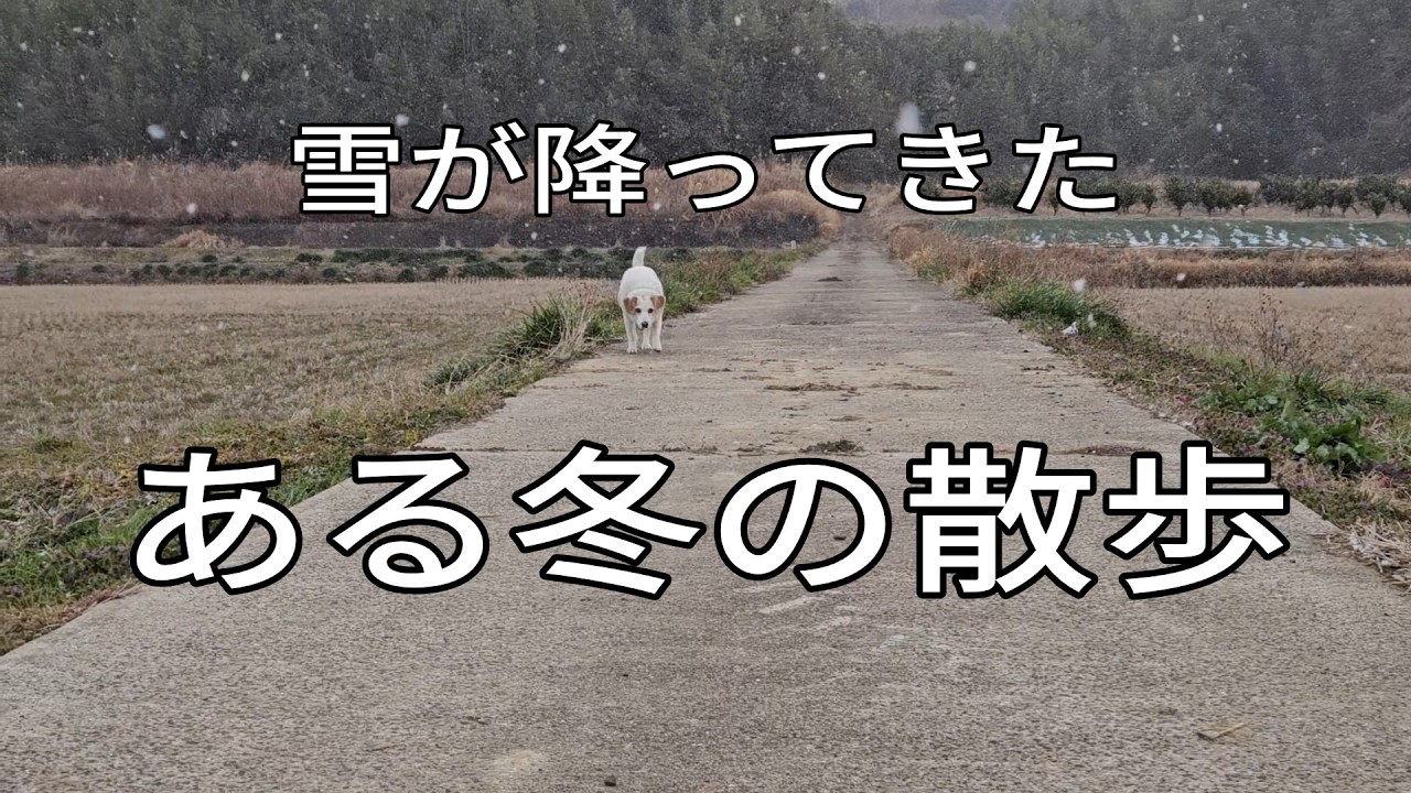 雪が降る田んぼ道を散歩してみた