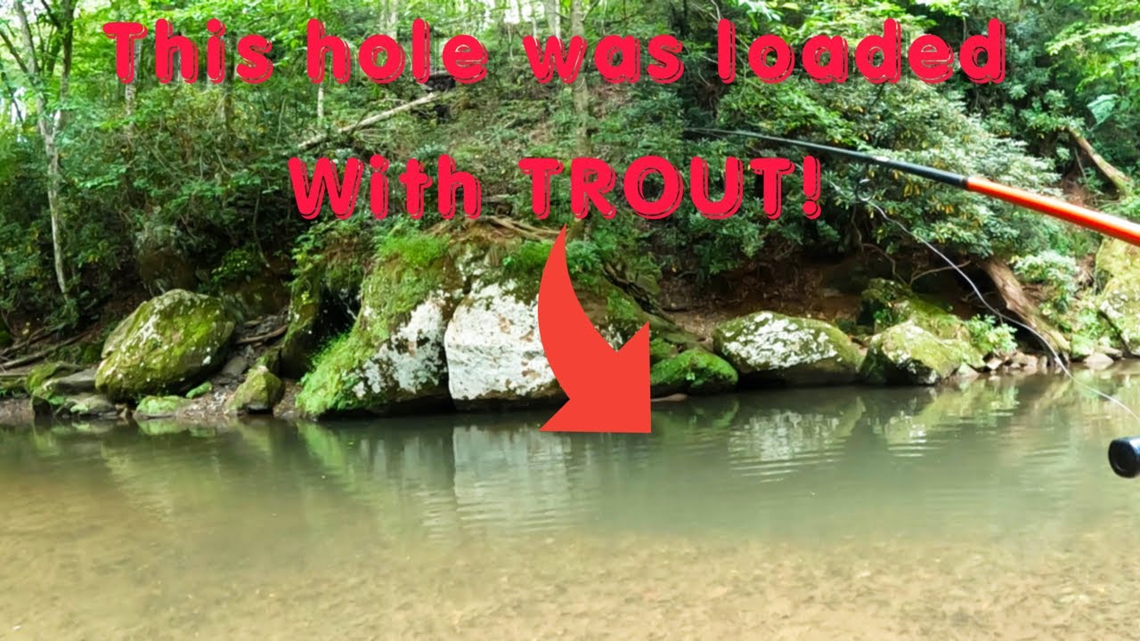 GREAT morning of Trout FISHING on one of Virginia's TOP TROUT Streams Crooked Creek! VA Trout SLAM!
