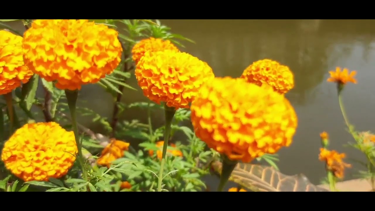 ചിങ്ങപ്പുലരി പിറന്നു