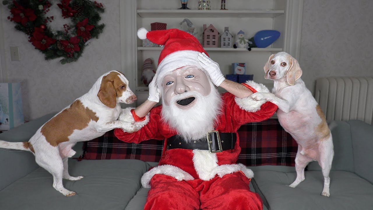 Dogs Think Santa is Intruder! Funny Dogs Maymo, Potpie, & Penny Holiday Battle w/Santa Claus