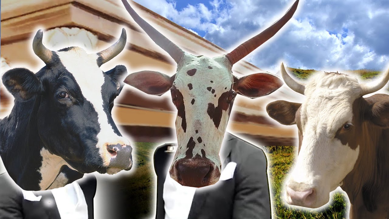 Cow 