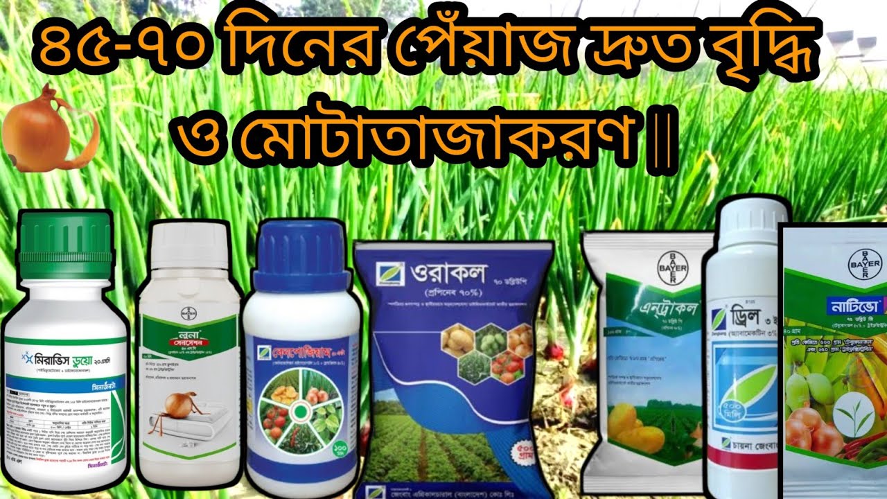 ৪৫-৭০ দিনের পেয়াজকে দ্রুত বৃদ্ধি ও মোটাতাজাকরণ || পেঁয়াজের সেরা ছত্রাকনাশক লুনা / নিরামিষ ডিও ||