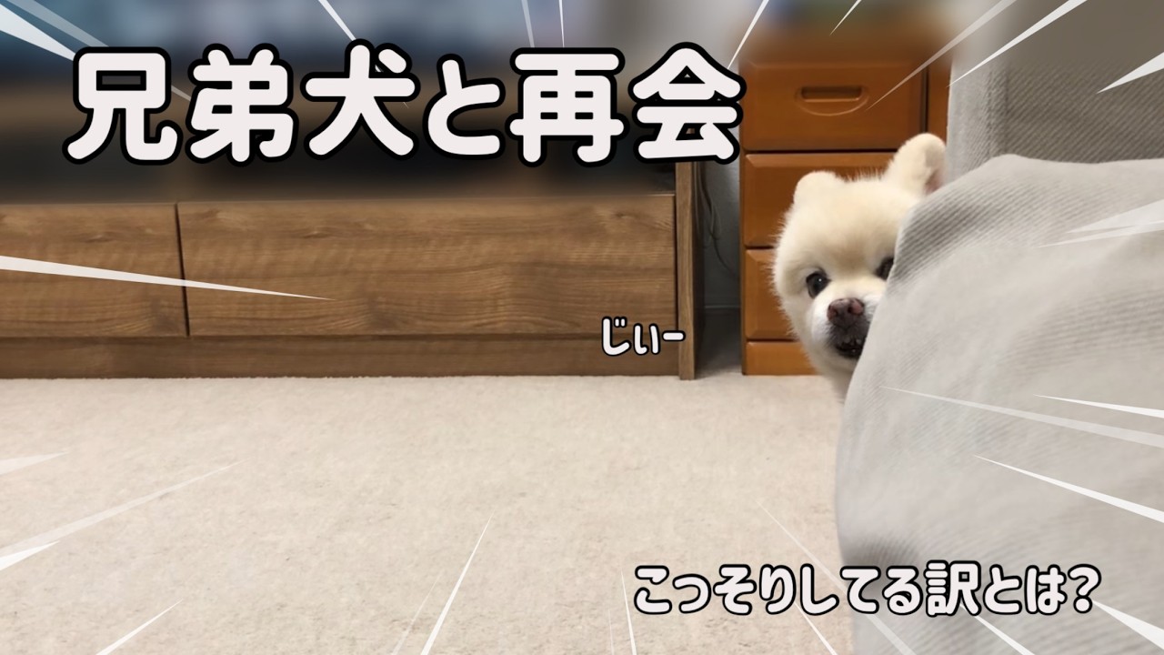 【ポメラニアン】悲報。感動の再会から1分で「ごめんなさい」（涙）