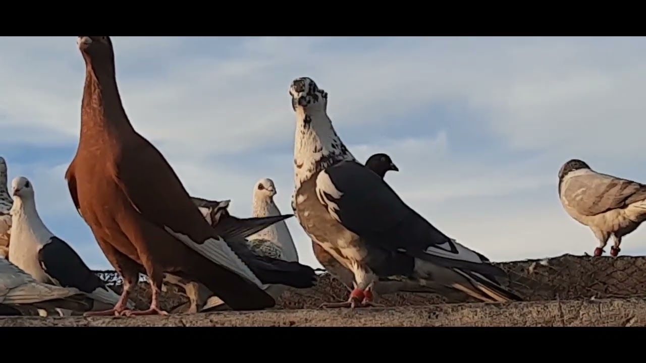 خلال شهر كم طير ثبتت على سطح وشقد صار عدد حمامي يطيرو 🤔