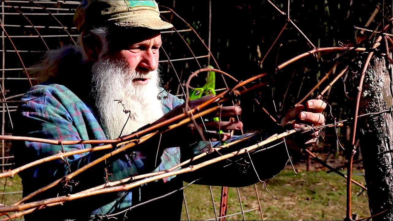 How to PRUNE GRAPES | Four-Arm Kniffin System!