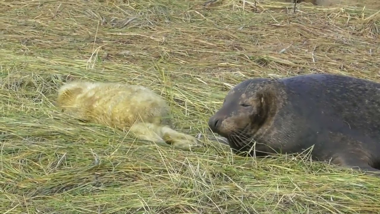 Donna Nook Louth. seals on the beach.
