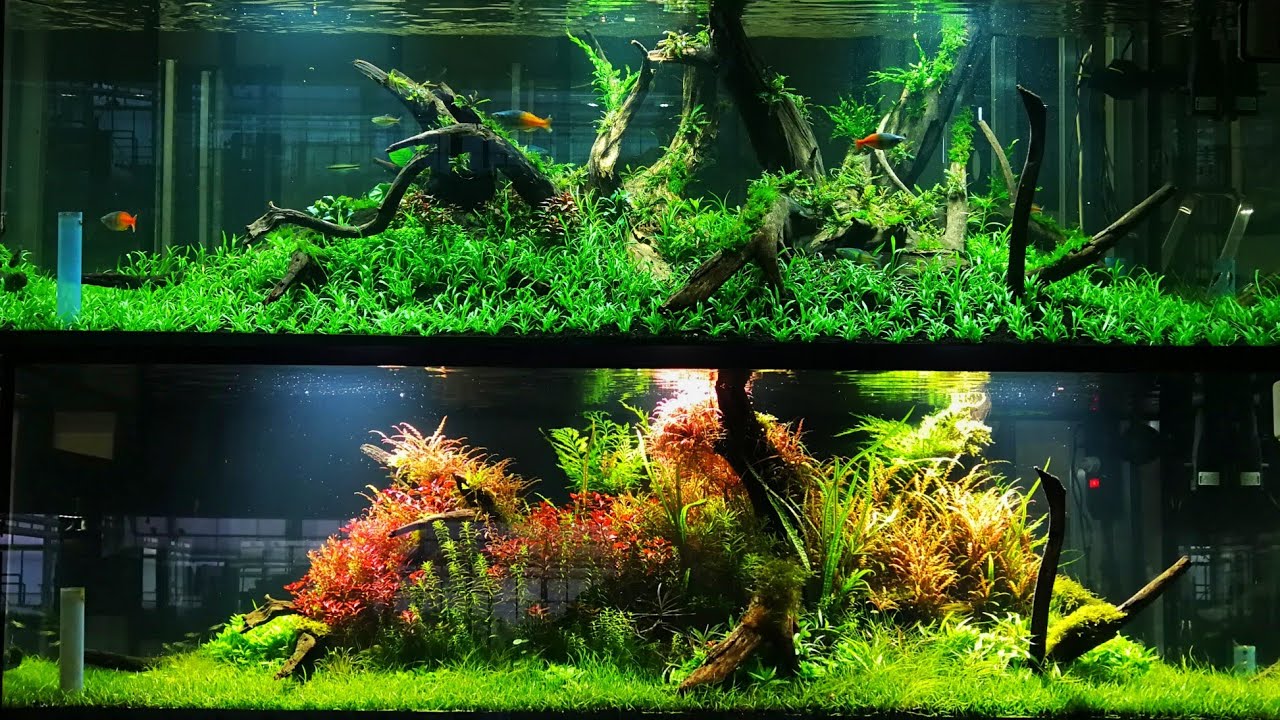 600 liter Evolution from DAY 1 until INTERZOO Exhibition in Nuremberg, Germany