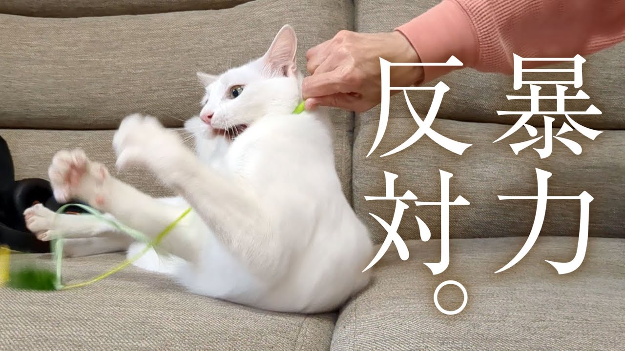 酔っ払い夫婦と白猫。