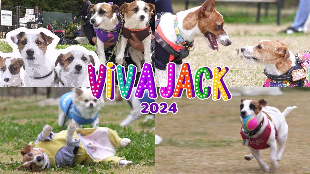 【VIVAJACK2024】ジャックが250頭も集合すると大爆笑の連続でした！/ジャックラッセルテリア