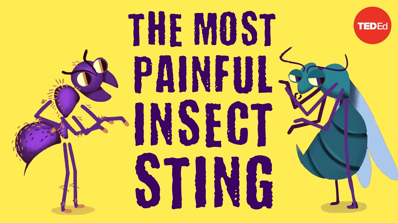 The world&rsquo;s most painful insect sting - Justin Schmidt