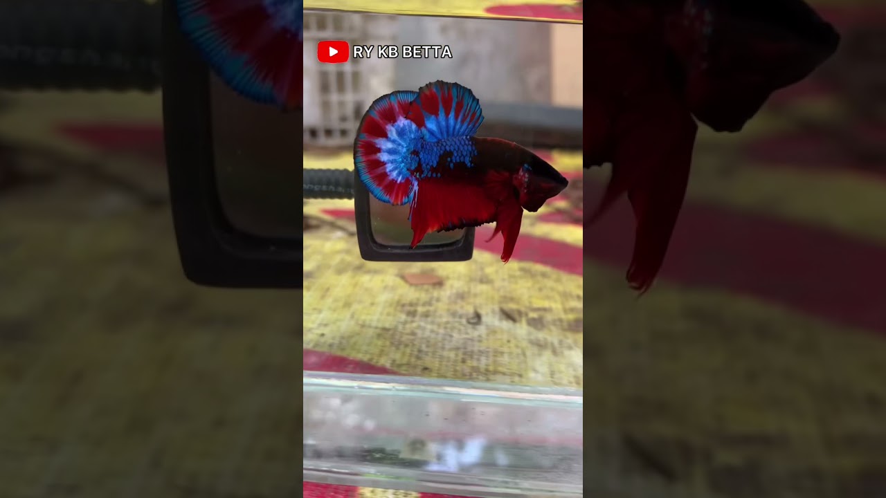 Betta Art [EP1]