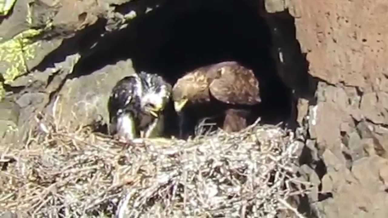 2015 RHM Golden Eagles Nesting at MP 4.15 Yakima Canyon, Wa (Movie Master)