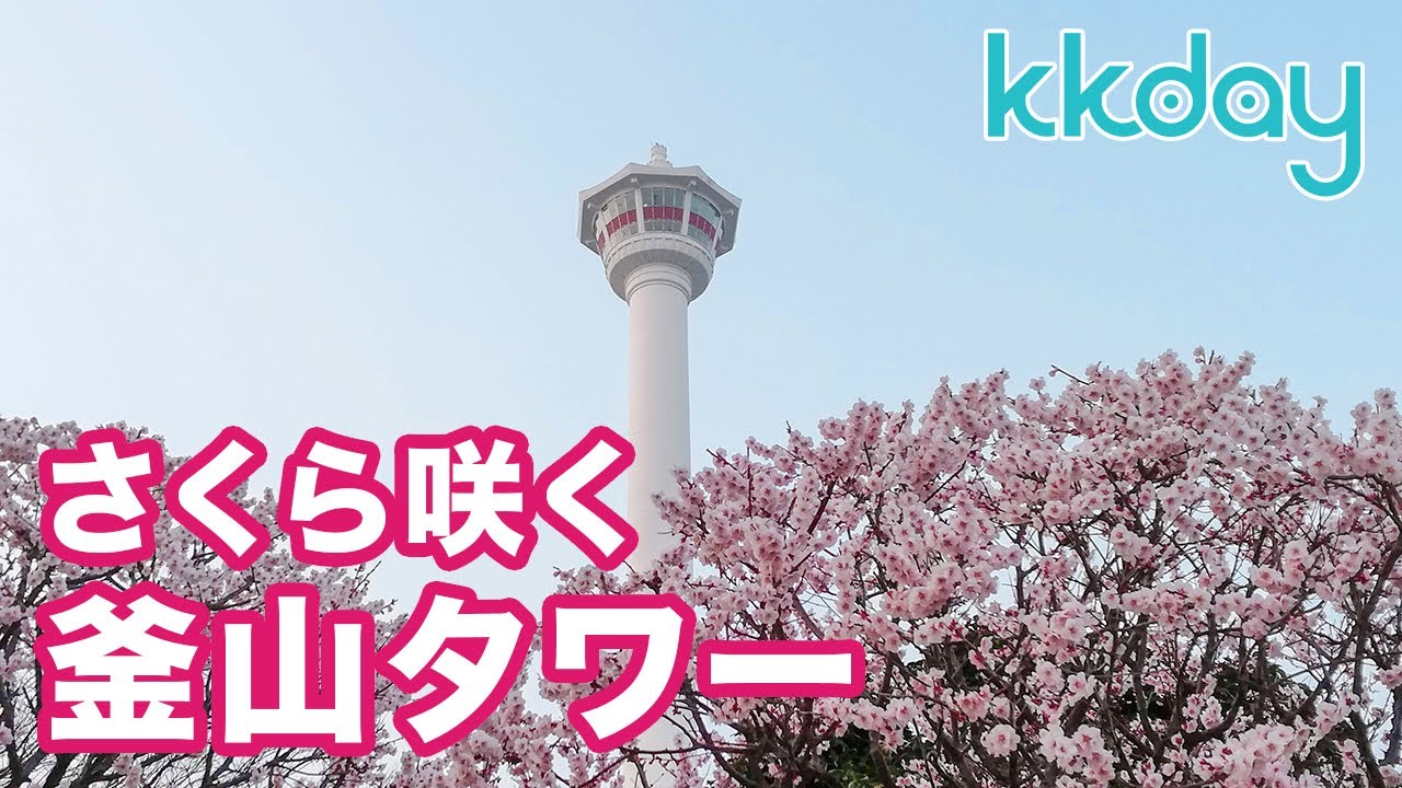 【韓国ひとり旅】釜山の街を一望!!さくら咲く釜山タワーへ行ってみた!! KKday【RR】/Busan Korea 2019 Day3-2