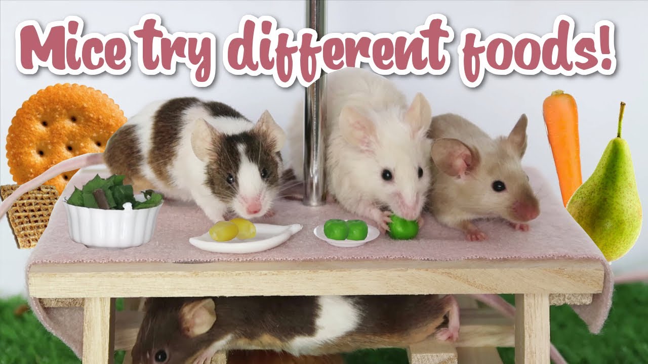 Cute mice trying different foods