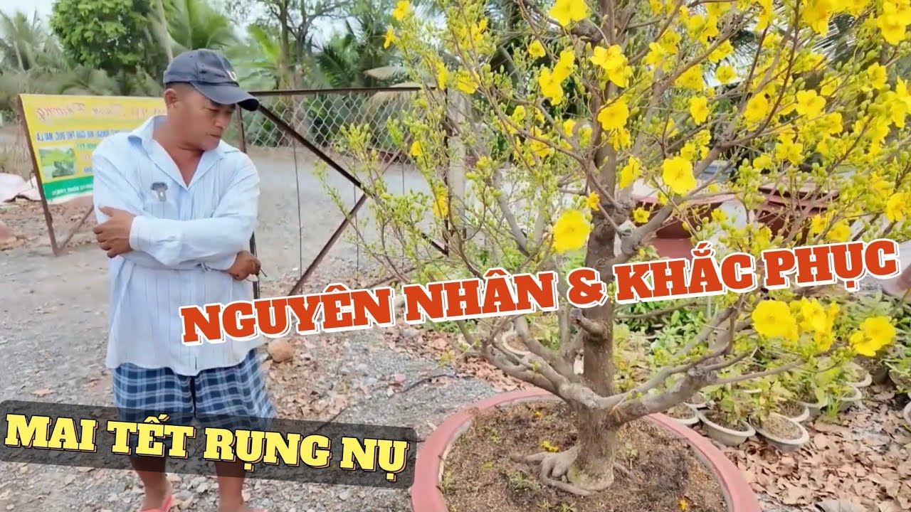 Vì sao mai Tết bị rụng nụ và 3 cách khắc phục hiệu quả ở vườn mai Xuân Phương làng mai vàng Bình Lợi