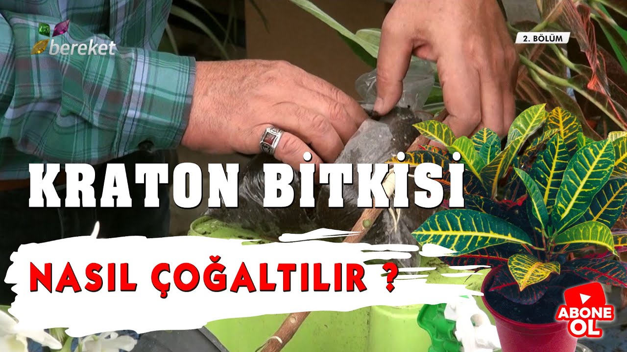 Kraton Bitkisi Nasıl Çoğaltılmalıdır ?