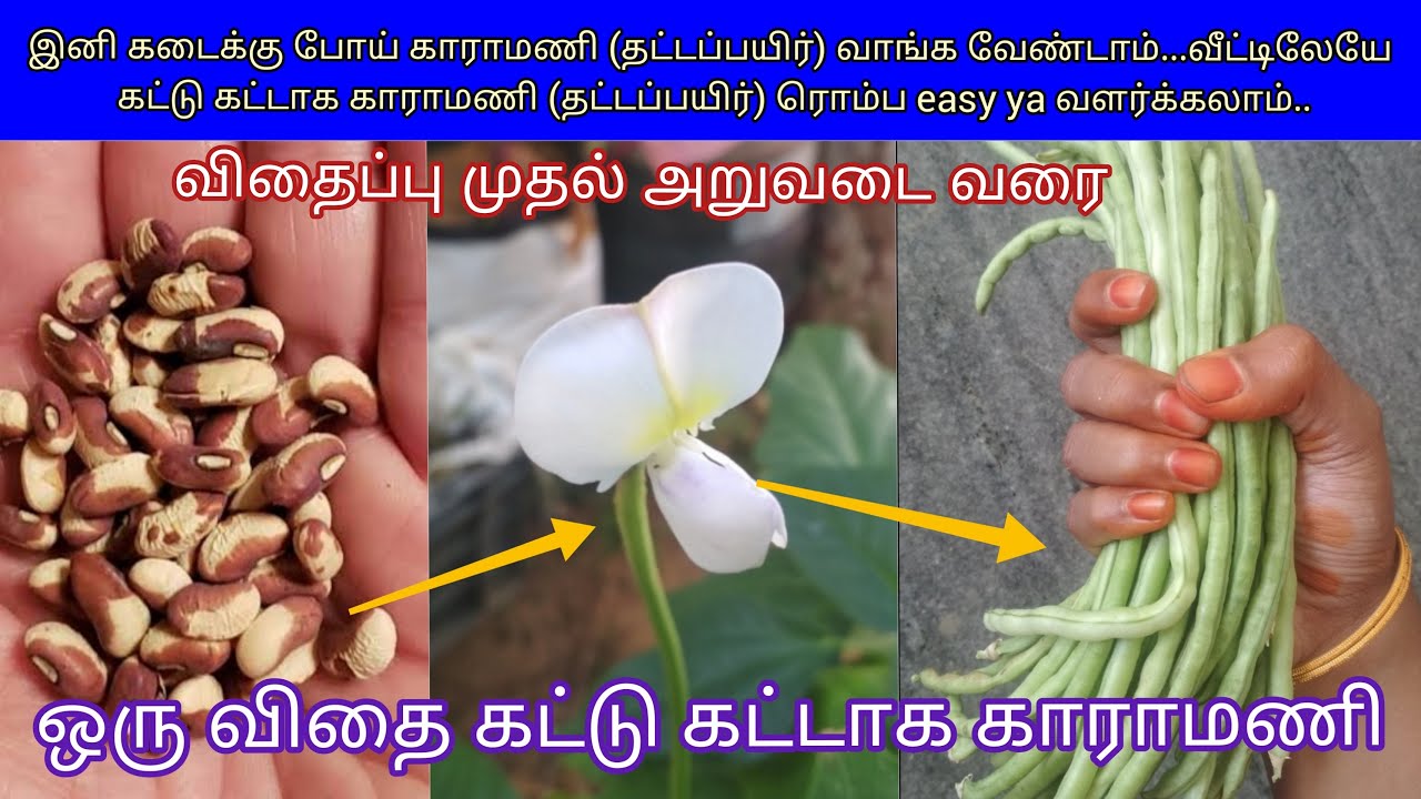 காராமணி வீட்டில் சுலபமாக வளர்ப்பது எப்படி || How to Grow Long Beans at Home Easily || Step by Step
