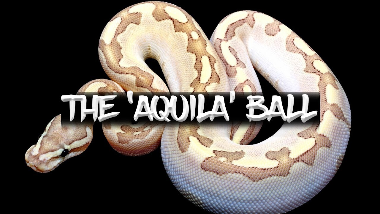 The 'Acquila' Ball Python
