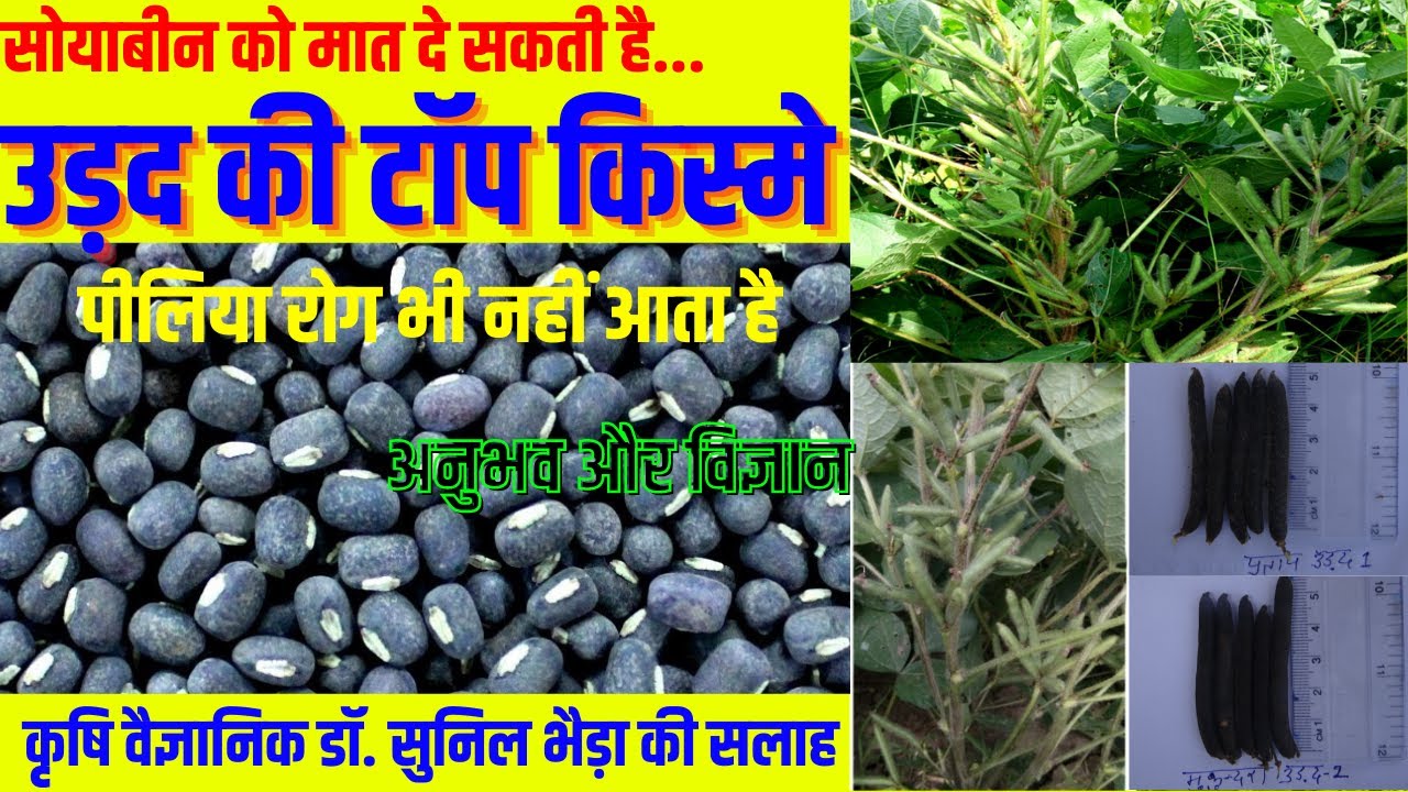 उड़द की टॉप किस्मे/ उड़द की Best किस्मे/उड़द की ज्यादा उपज वाली किस्मे/ New Varieties of Urad/Blackgram