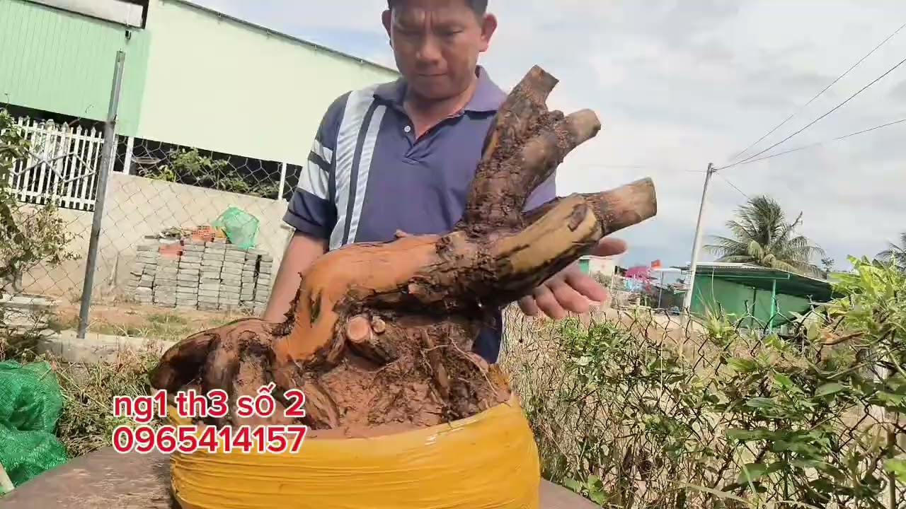 Mai rừng búp đỏ Bình Thuận gl ae 