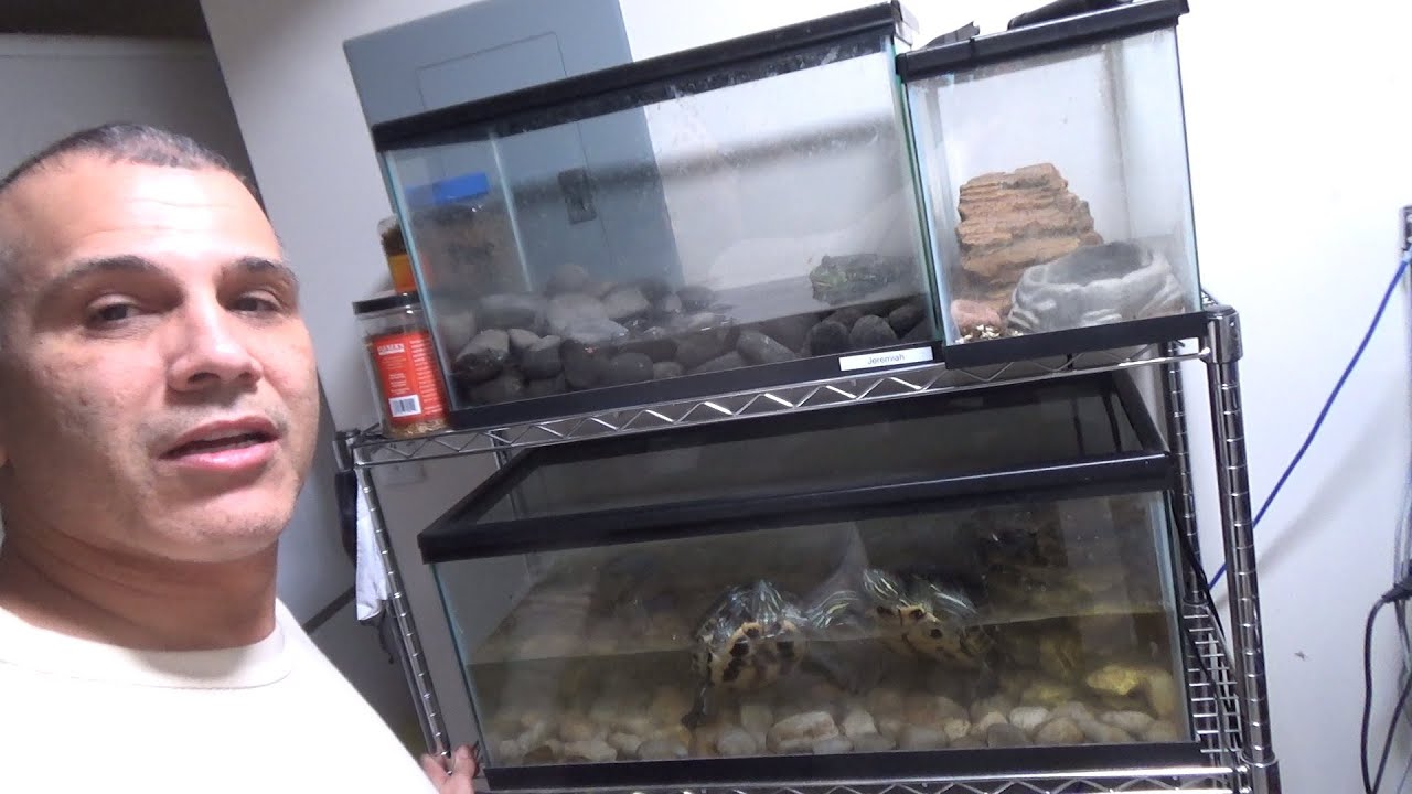GOT RED-EARED SLIDER TURTLES