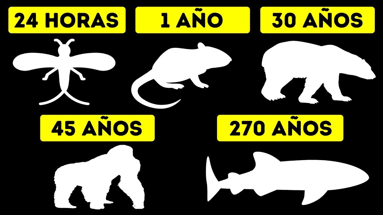 El promedio de vida más corto y más largo de los animales