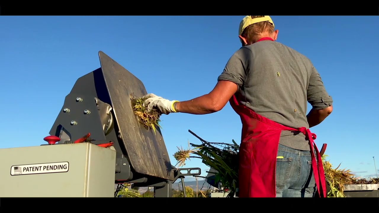 Farm Journal | Harvesting With Munch Machine PART 1 (2019)