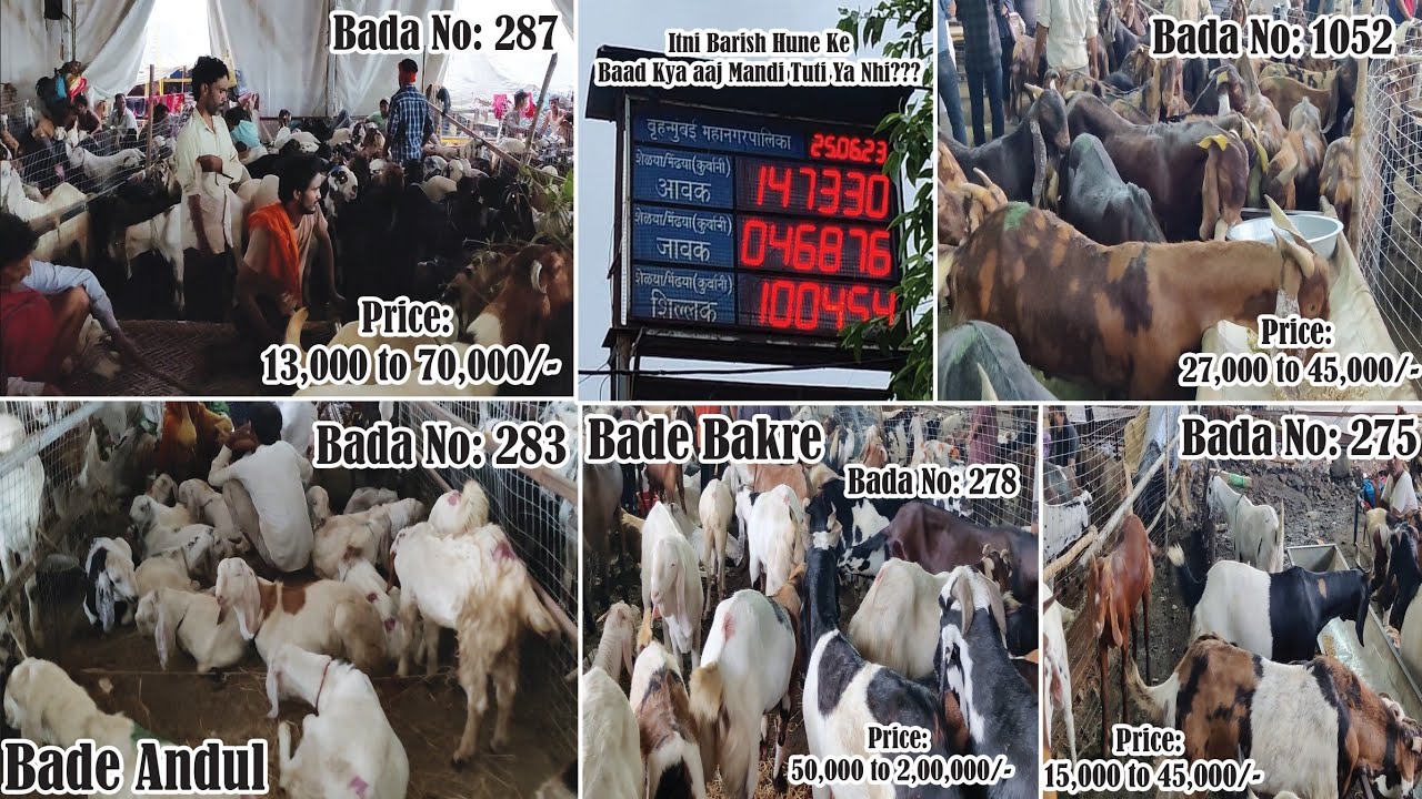 Deonar Bakra Mandi Day 8 Sunday Live Update | 25th June | 2023