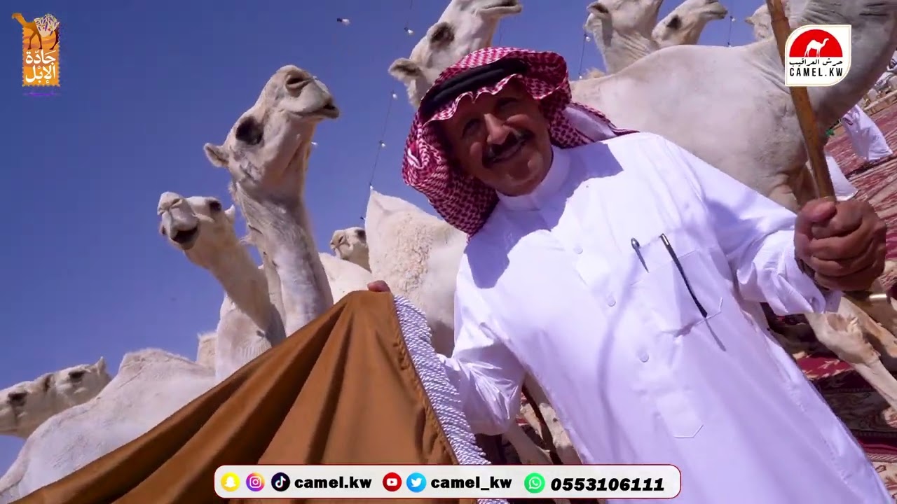 منقيه الفاردات لمالك الابل : احمد بن عيد بن حرب العطوي  #مهرجان #جادة_الإبل بتبوك