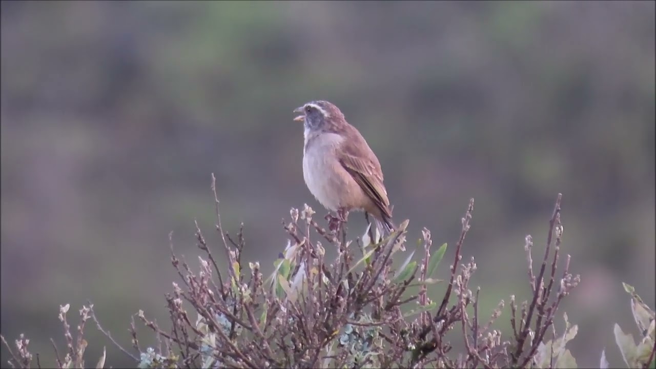 Streaky-headed Seedeater singing