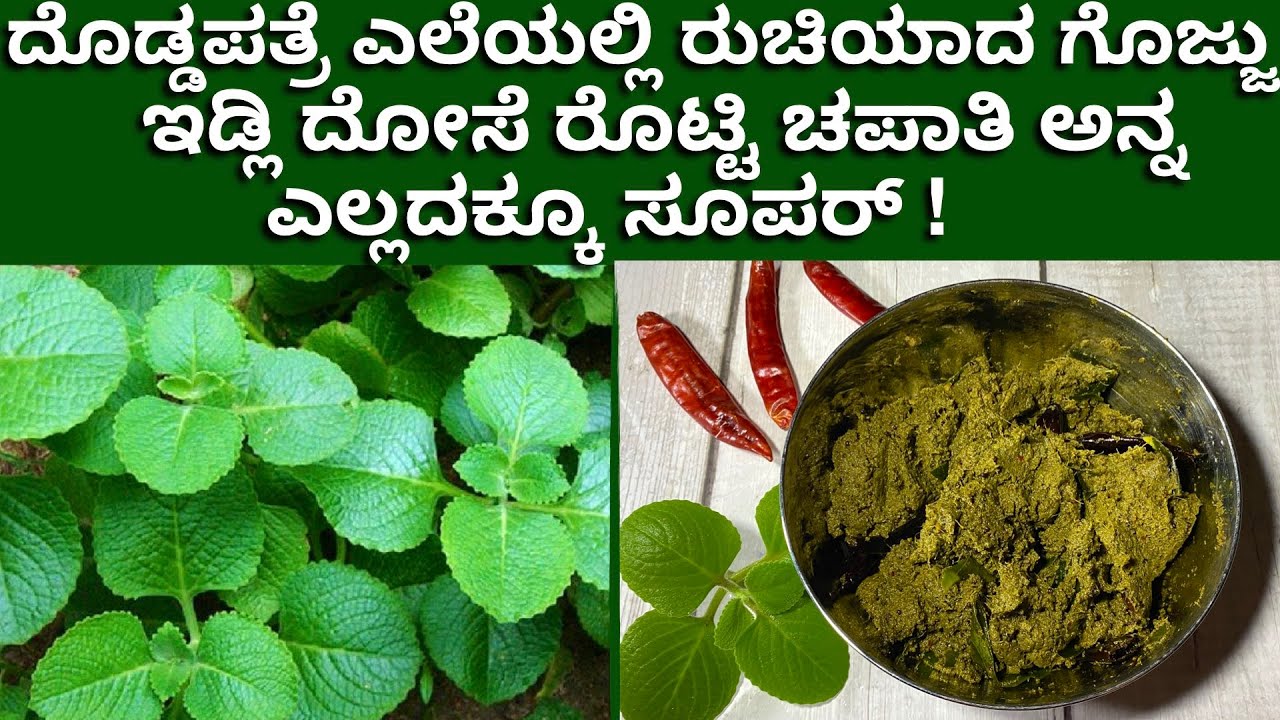 ದೊಡ್ಡಪತ್ರೆಯಲ್ಲಿ ಮಾಡುವ ಈ ರೆಸಿಪಿ ಎಲ್ಲದಕ್ಕೂ ಸೈ | Doddapatre Gojju | IndianBorage Recipe | Healthy Gojju