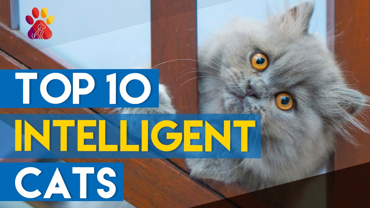 Top 10 Intelligent Cat Breeds