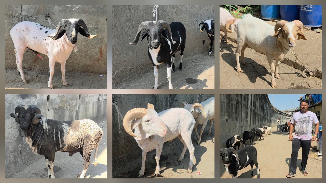 The Tiger Of Kalyan With Exclusive Sheep Collection Of India | FSN Animal Goat Farm Kalyan Mumbai.