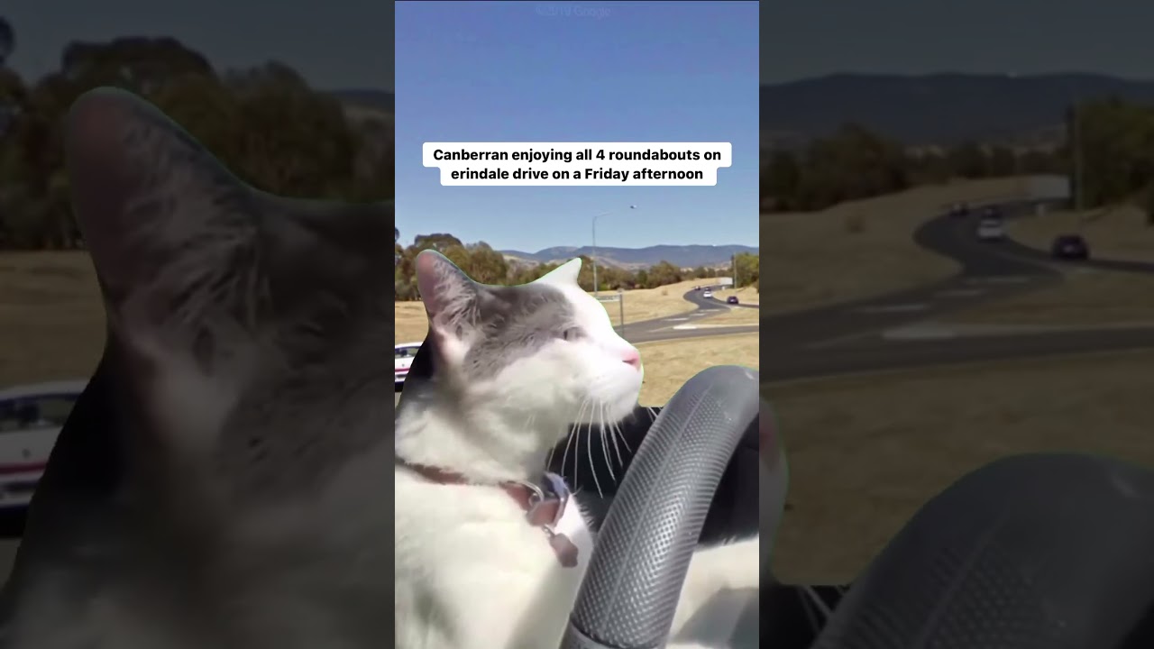 An average Canberra driver on the roundabouts 