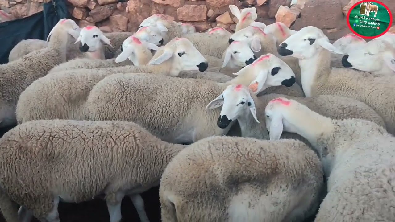 مباشرة من قلب سوق الاربعاء بني عامر اقليم قلعة السراغنة بتاريخ 21/01/2026 أتمنة المواشي 🐑🐑🇲🇦