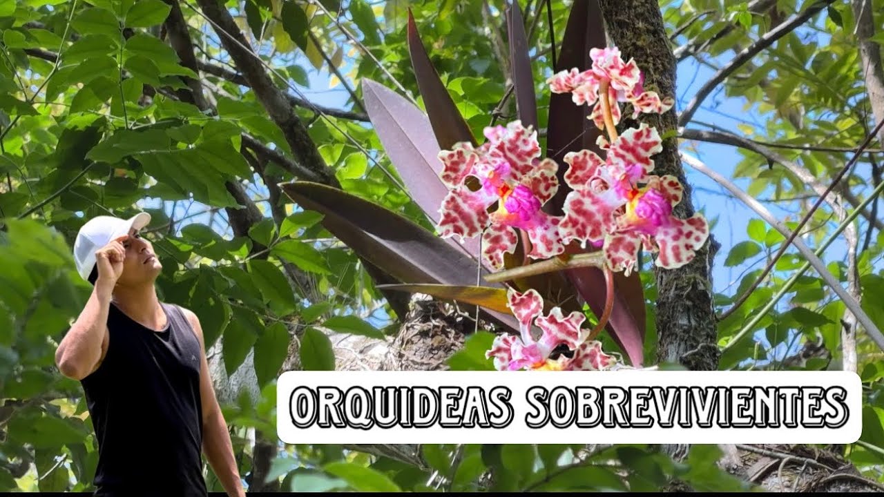 ORQUIDEAS sobrevivientes de la ACTIVIDAD GANADERA