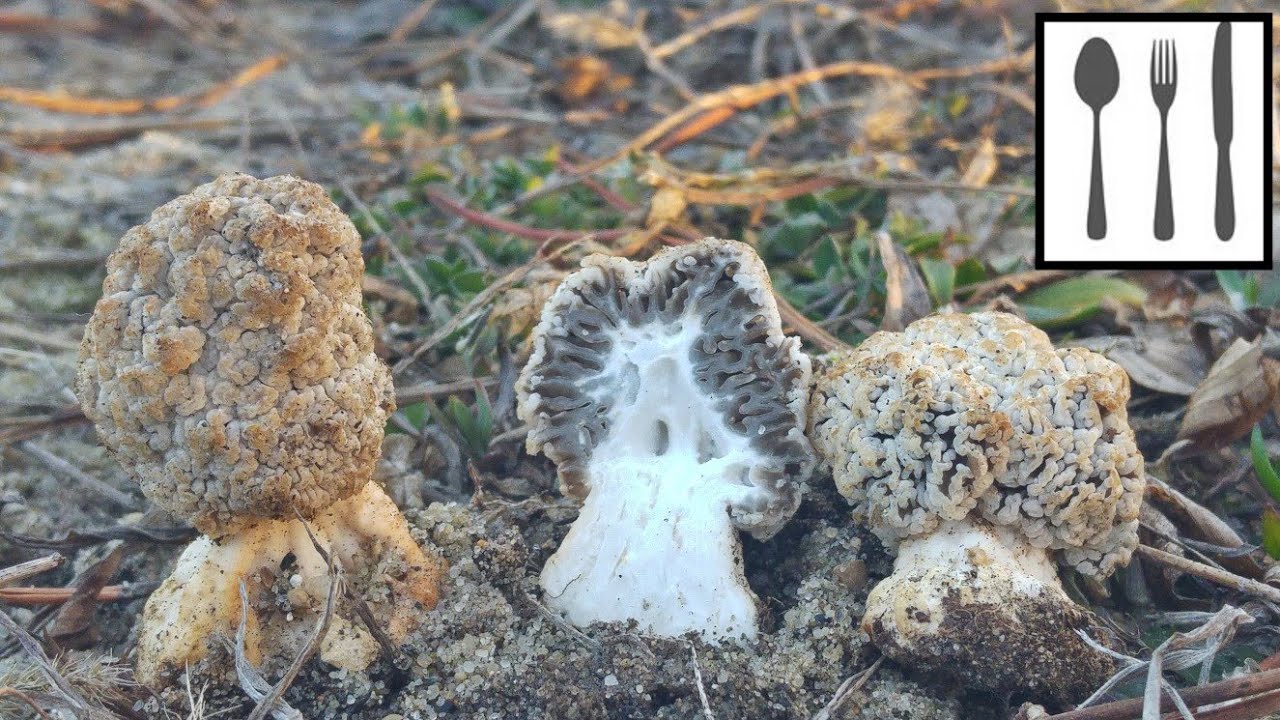 Smardz stepowy (Morchella steppicola)