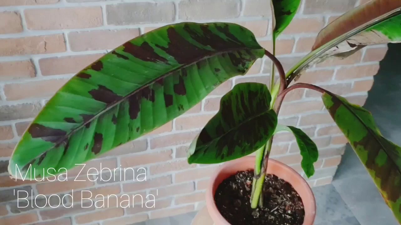 1 minute of Blood Banana Musa Zebrina