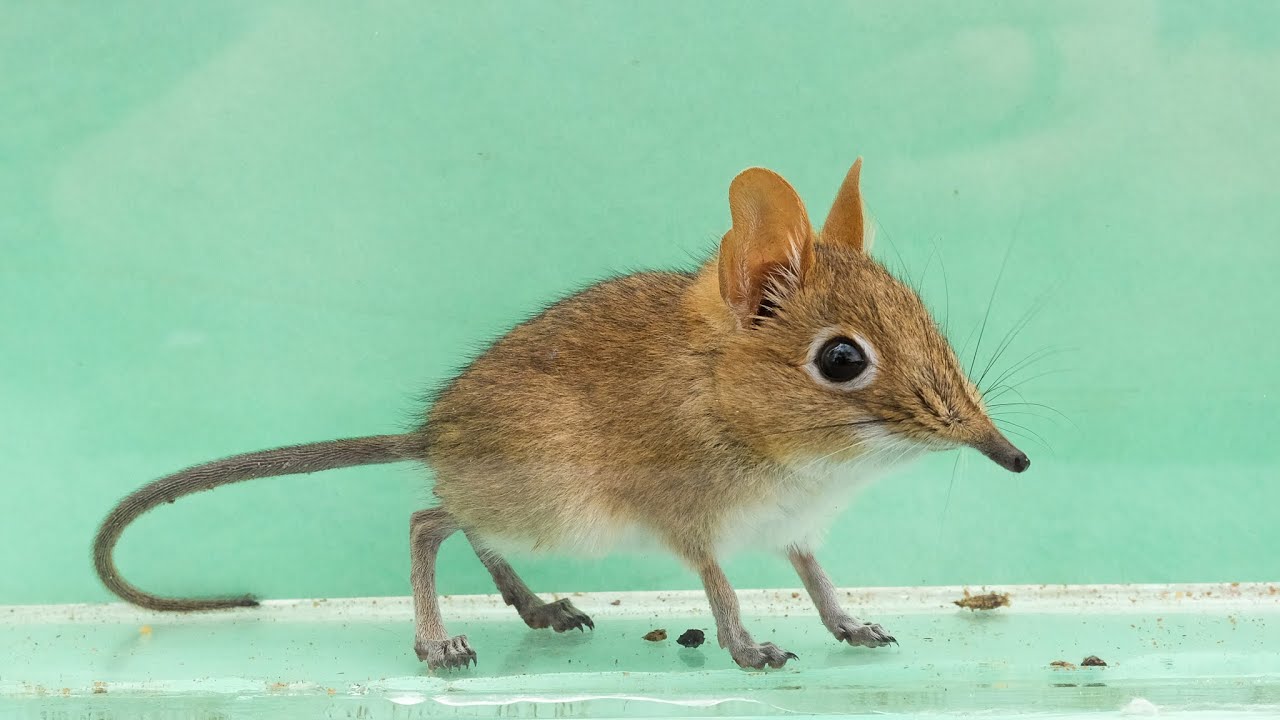 The Small Mammal Project | What We're About