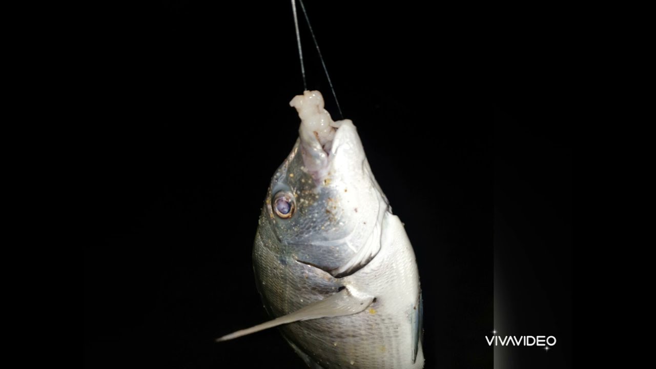 Bajos de pesca con urfe para surfcasting. Especial iniciados a la pesca