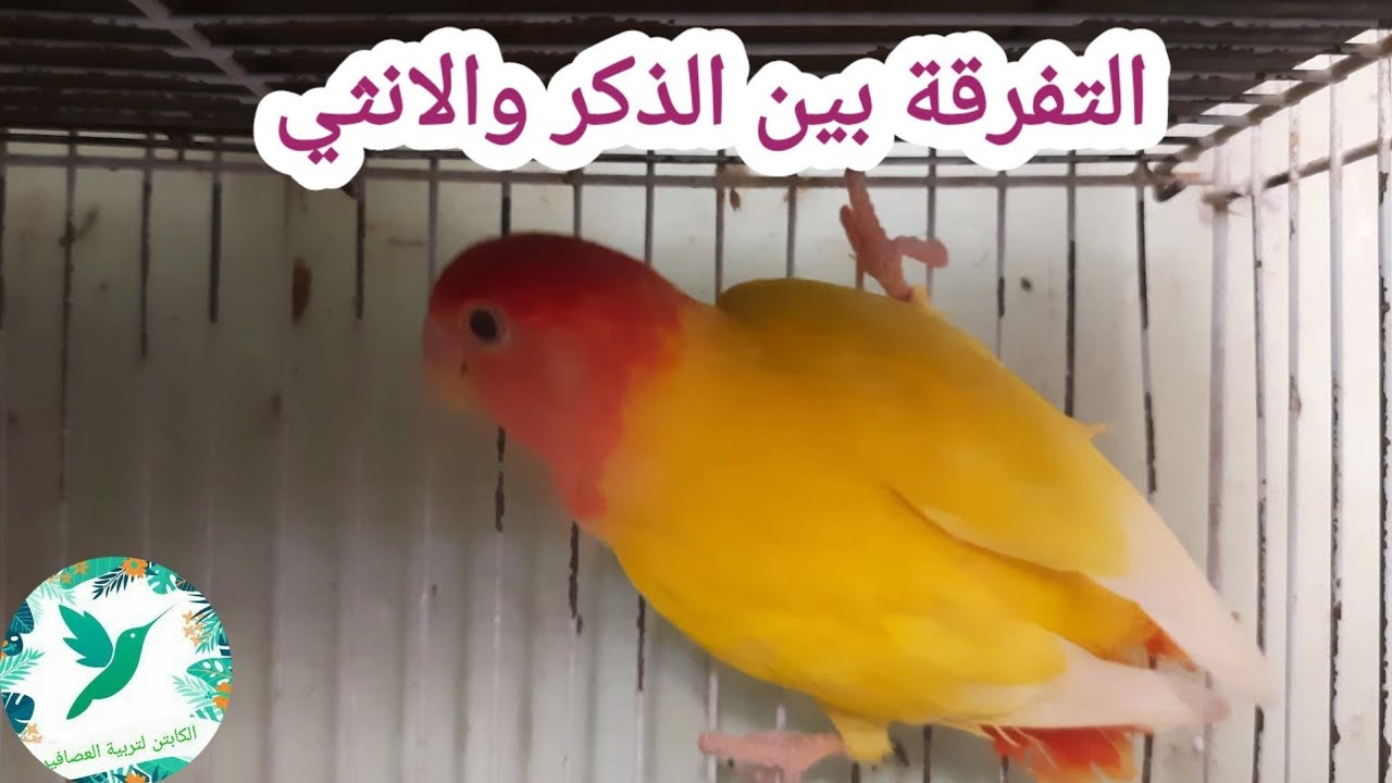 الفرق بين الذكر والانثي في طيور الروز والفشر
